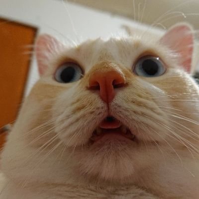 OswaldBorges's profile picture. ☆Rojísimo☆.