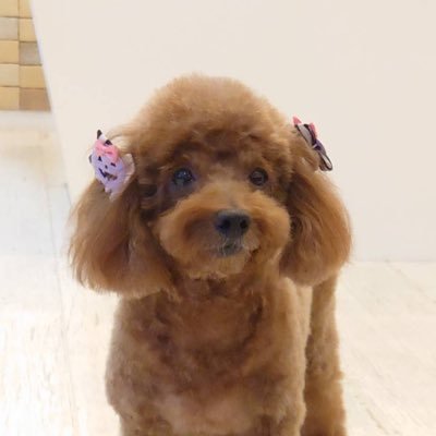 shutomomo1's profile picture. 