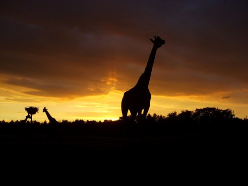 annethildering's profile picture. 