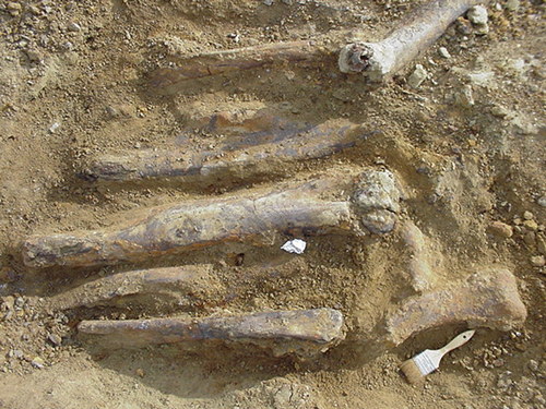 dinoguyd's profile picture. Science and Paleontology are my passions.  Love being outside exploring the world.  Dig dinosaurs every summer.  Great times.