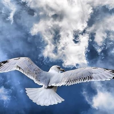 MadihaFathima11's profile picture. albatross✨✨