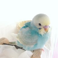 あおち (@lll0v0llb) 's Twitter Profile