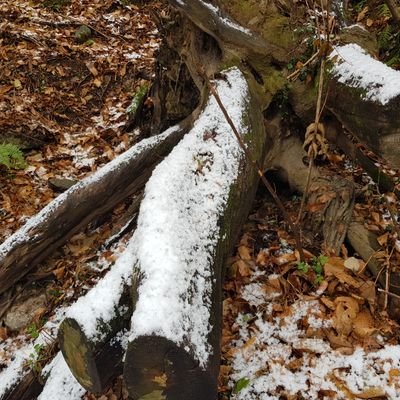 mangusta1212's profile picture. RTs and Favorites are no endorsements.