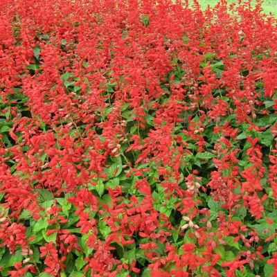 zakuri06's profile picture. 