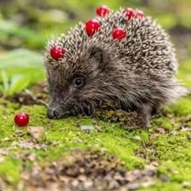 Virtual Haven for Hedgehogs & garden friends