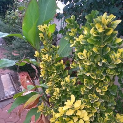 esmakara6446's profile picture. kanaat bitmez tükenmez zenginliktir