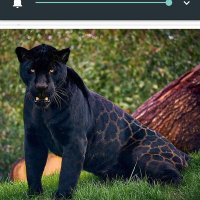 Cargo Surveyor & Damage claim handler (@elephant_people) 's Twitter Profile