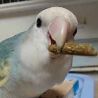 かなで (@piiiiiii00) Twitter profile photo