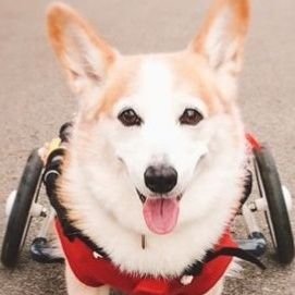 🐶コーギーの女の子 ハナ。
2005年2/１～2020年2/23🌈😇
 #degenerativemyelopathy #変性性脊髄症   
☆ハナの記録はインスタグラムで👉   https://t.co/IPmZCXAGCT