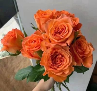 abcd006008's profile picture. 自由飞翔