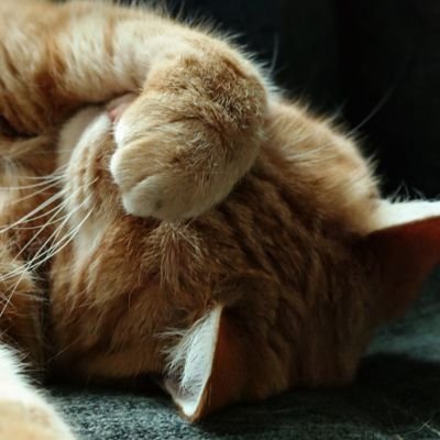 CptMave's profile picture. Mit -Grün sein- kann ich was anfangen, mit den Grünen nicht!
                                        
Weltuntergangsfanatiker, geht und
lasst euch helfen..