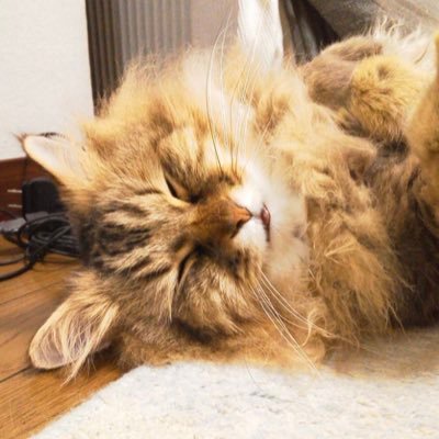 明るく楽しく元気よくがモットー✨愛猫😽のお世話しながら明るく楽しく元気よく♪鬼滅の刃❗篠笛🎼️音楽映画📽アニメフィギュアスノボ🏂ゴルフ⛳️ダイビング🤿ゲームetc..プリンが好物🍮
