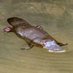 Platypus (@platypous2) Twitter profile photo Platypus (@platypous2) Twitter profile photo