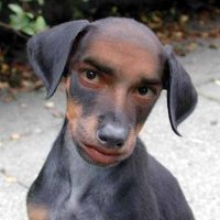 MAGAA Puppy(@TullimonstrumC) 's Twitter Profile Photo