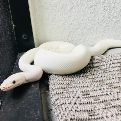 PropstPythons's profile picture. Snakes