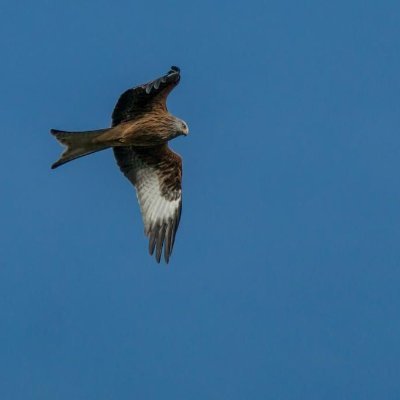 bstar_trading's profile picture. Rates Trader - ex institutional now flying solo - 
Bunds/Gilts/Treasuries/FX - 
Accidental algo monkey - 
"Not the best trader"