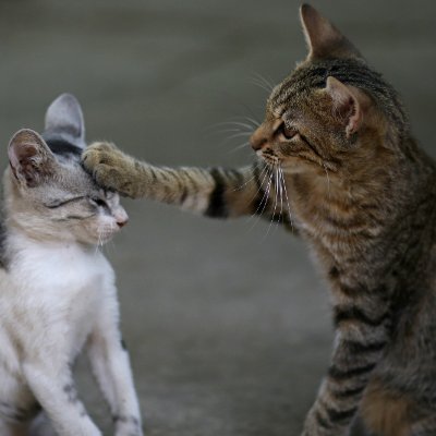 LaParadoja_gato's profile picture. Somos rebeldes a vivir una sola vida.

Artes escénicas 
#Ohtli #Animales2081 #Interminable #Lossamuraisperdidos