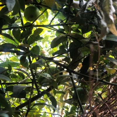 akansha37490812's profile picture. sare jahan se accha hindustan humara 🇮🇳