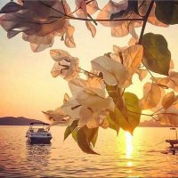 ناصر بن سعيد (@nasser_bin_saee) 's Twitter Profile