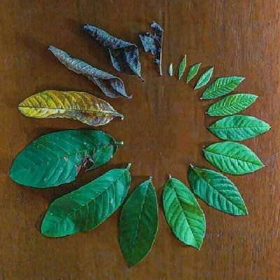 TmWambuku's profile picture. Make figures in chart figures.