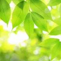 Photosynthesis Amsterdam (@photosyn_adam) 's Twitter Profile Photo Photosynthesis Amsterdam (@photosyn_adam) 's Twitter Profile Photo