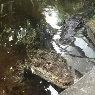 Herpetologist|behavior, ecology, natural history, preservation, human-wildlife interactions|crocodylians🐊| BlackSTEAM |BlaQueer|he/him|AuDHD|EEB MS @HowardU