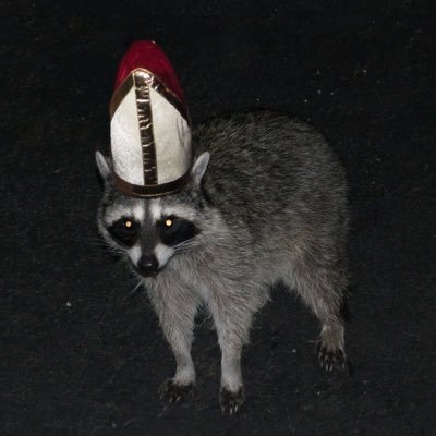 TheRaccoonPope's profile picture. 