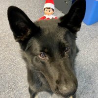 K9 Wrago(@K9_Wrago) 's Twitter Profile Photo