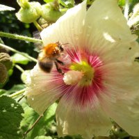 WildaboutCambridge (@wildaboutcambr1) 's Twitter Profile