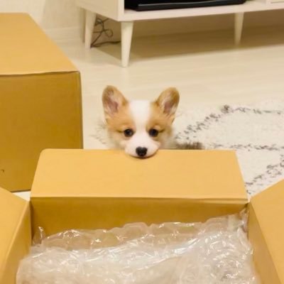 やまだ みりん コーギー みりんさん ひとつひとつの仕草がかわいいですね コーギー やまだみりん 犬 うちの子 うちのこかわいい うちの犬を見てくれ おなか ぽんぽん 短足部 Puppy