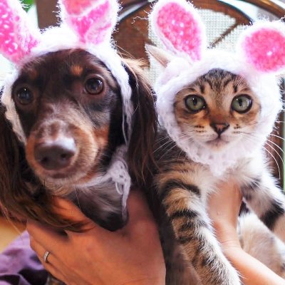 わんこにゃんこと田舎暮らし Maroroten Twitter わんこにゃんこと田舎暮らし Maroroten Twitter