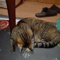 あめ@ブドウ農家5年目 (@vmoe0g7jfb8ypmb) 's Twitter Profile