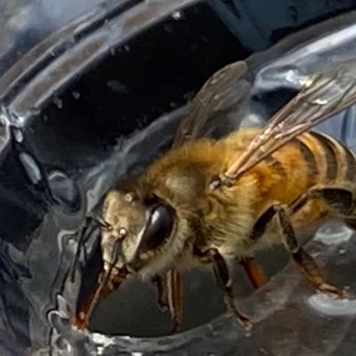 matters_focus's profile picture. Americans make America great, not politicians (Republican or Democrat). Stop arguing with each other and start trying to understand how others feel.