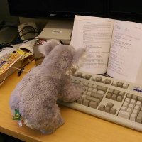Tony Wang 🐨 (@marsupialtail_2) 's Twitter Profile