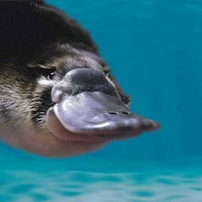 EggPlatypus Profile Picture