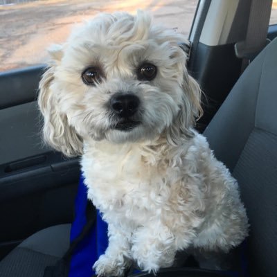 IzardPaula's profile picture. Believer in democracy and the truth. Proud Democrat! no DM’s please Harris/Walz 2024