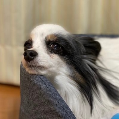 Chiharu モンハン購入 エディオン豊田四郷店にまだ在庫ありましたよ モンハンライズ モンスターハンターライズ
