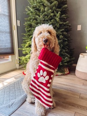 SteartJon's profile picture. 