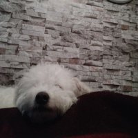 HULK (@hulk_hakan) Twitter profile photo