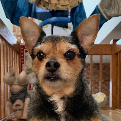 boa_mikey's profile picture. 