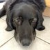 Wet Nose (@misterfin2u) Twitter profile photo Wet Nose (@misterfin2u) Twitter profile photo