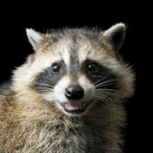Raccoon is my legal name but my friends call me 