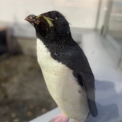 音声合成のR&D @ParakeetIncCom / 東北大 (工学、3.5年早期卒業) → 東北大院博士後期課程 (通信工学、休学中) / interested in speech synthesis