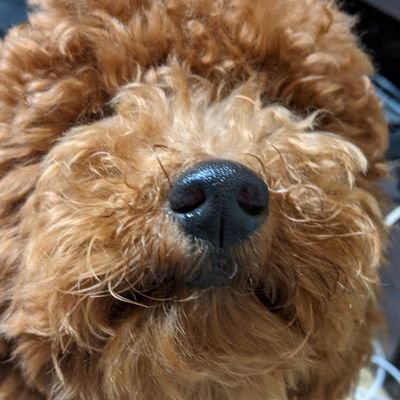 プログラミング歴10年くらい
php,html,css,js,kotlin,swiftをメインに
Java,pythonをかじる程度
環境構築とかは苦手
7年前くらいに応用情報取得
上記抜けてても付随するものは大体やってるはずです
適当に人と関わりたい