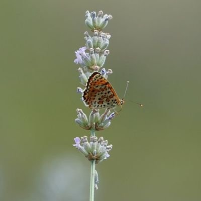 MukaileD's profile picture. 