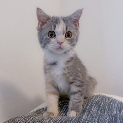 cat_fuko Profile Picture