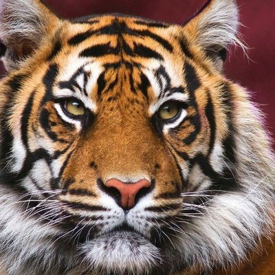 JALZAID's profile picture. 