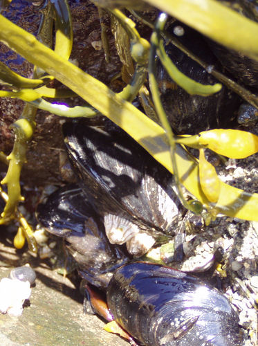 HawkbytheShore's profile picture. Curious to the point of geeky. Working daily to challenge life. Often bruised in the process. Shaking off the mud and ready to go again.