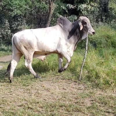 pelaez_benhur's profile picture. humilde campesino honesto trabajador mis logros solo con el sudor de mi frente sin pasar por encima de los derechos de los demas. VERDADERA Paz. Uribista de 💙