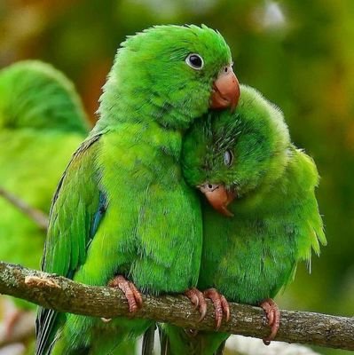 Soenaryadi's profile picture. 